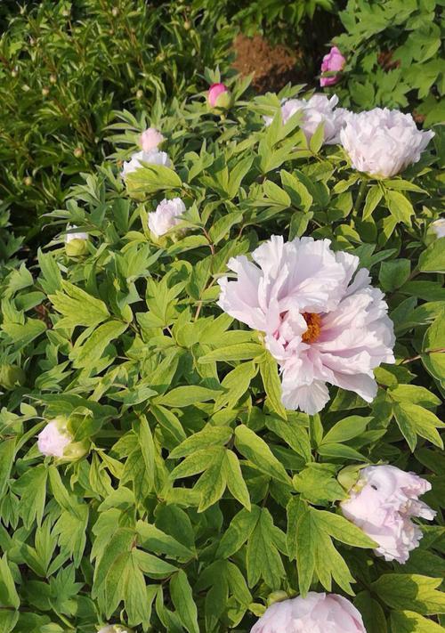 广西能种植牡丹花吗？种植牡丹花的条件是什么？