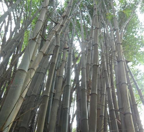 广西适合种植山竹吗？种植山竹需要注意什么？