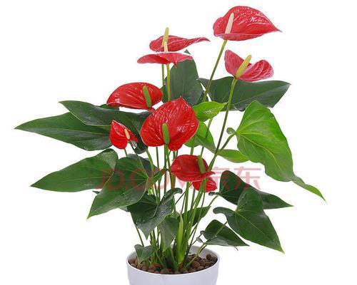 水培红掌花语是什么？如何养护以保持花语的美丽？