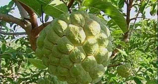 广西适合种植释迦果吗？种植释迦果的条件是什么？
