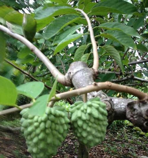 广西适合种植释迦果吗？种植释迦果的条件是什么？