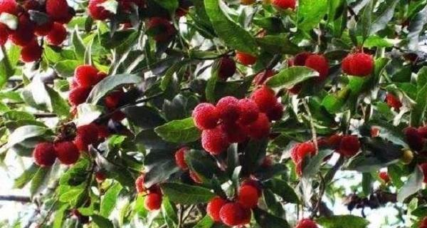 广西可以种杨梅吗？种植杨梅的条件和注意事项是什么？