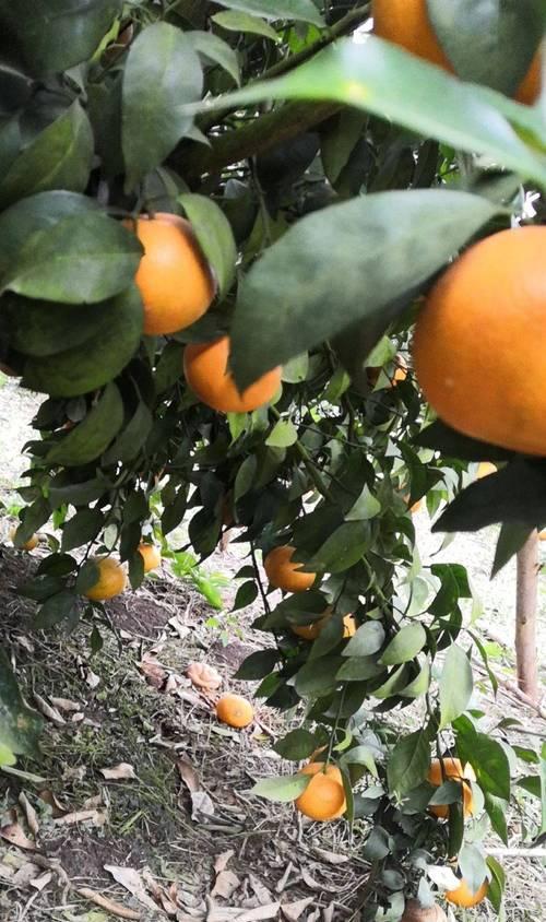 广西沃柑成熟期是什么时候？如何判断沃柑的最佳采摘时间？