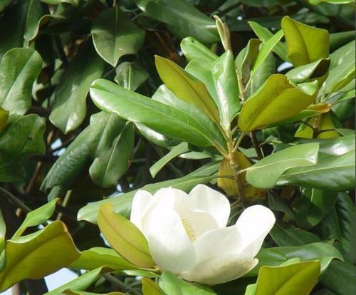 广玉兰什么时候开花？春季还是夏季？