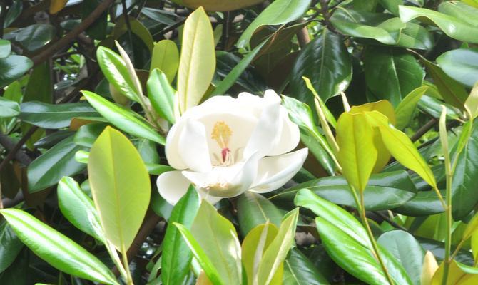 广玉兰什么时候开花？春季还是夏季？