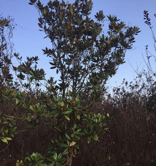 广玉兰是落叶植物吗？如何判断广玉兰的季节性变化？