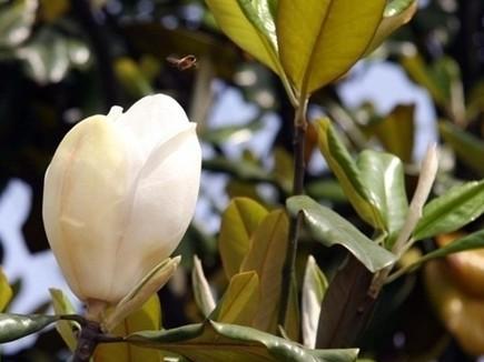 广玉兰的花序类型是什么？属于柔荑花序吗？