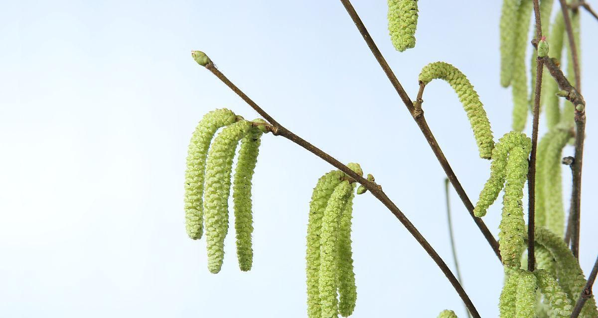 广玉兰的花序类型是什么？属于柔荑花序吗？
