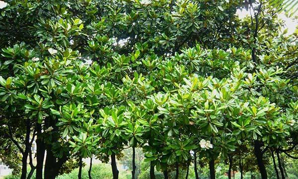 广玉兰开花与长叶的顺序是什么？