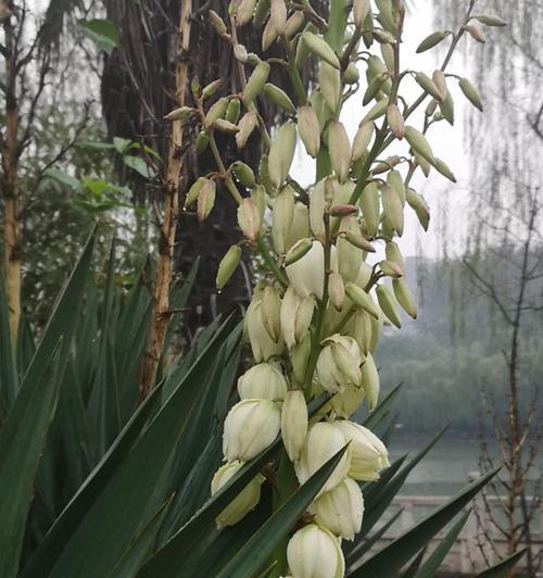 丝兰花语是什么？了解丝兰的象征意义和文化背景？
