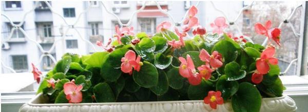 四季海棠花的花语是什么？如何养护才能花开不断？