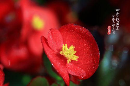 四季秋海棠花语是什么？如何养护才能花开不断？