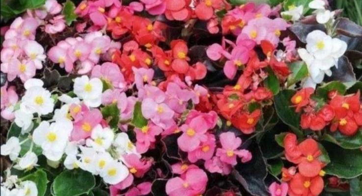 四季秋海棠花语是什么？如何养护才能花开不断？