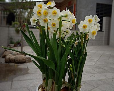 送水仙花代表什么含义？水仙花的寓意有哪些常见问题解答？