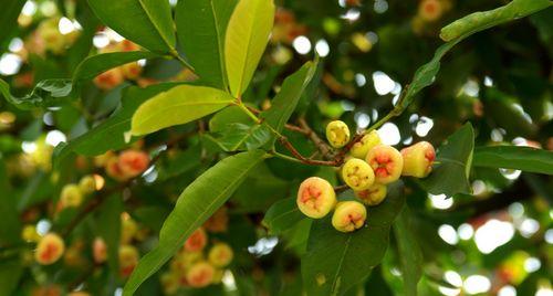 广州适合种什么植物？如何选择适合本地气候的植物种类？