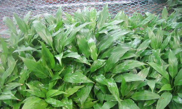 广州适合种什么植物？如何选择适合本地气候的植物种类？