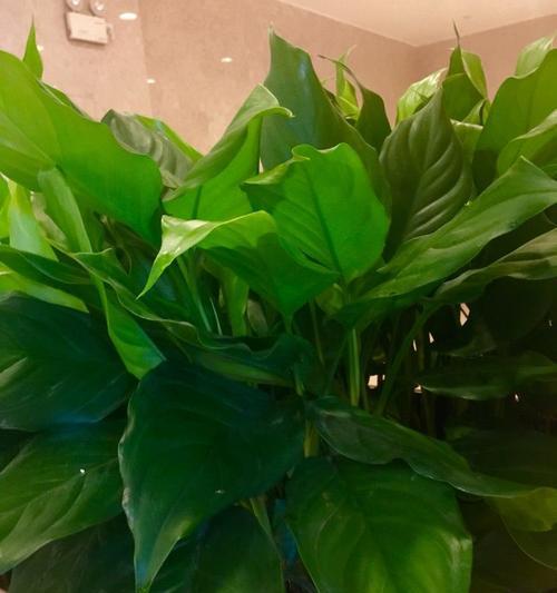 广州适合种什么植物？如何选择适合本地气候的植物种类？