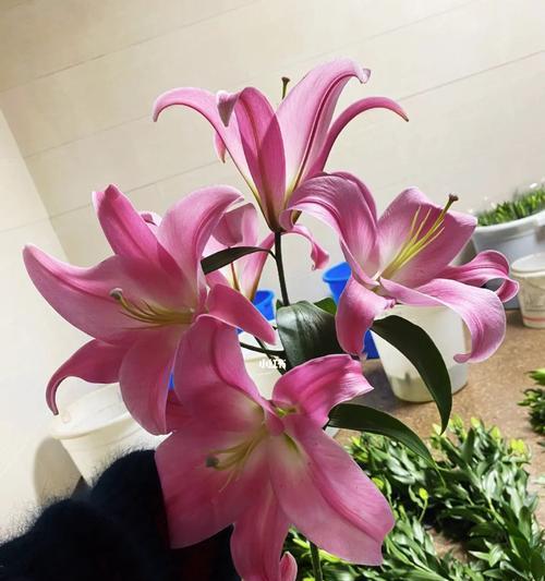 索尔邦百合花语是什么？如何正确解读其含义？
