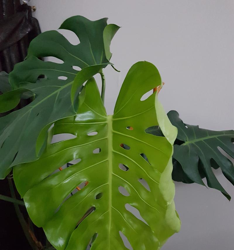 龟背竹长什么样？它的独特特点有哪些？