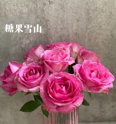 糖果雪山玫瑰的寓意是什么？如何正确解读其象征意义？