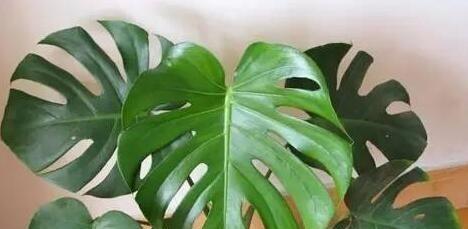 冬天养龟背竹浇水技巧？多久浇一次合适？