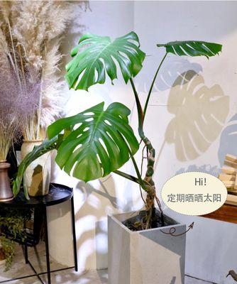 室内养龟背竹好还是室外？如何选择最佳环境？