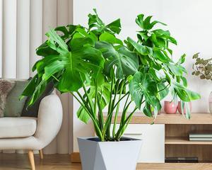 室内养龟背竹好还是室外？如何选择最佳环境？