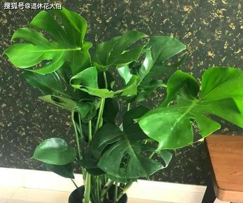 换盆后的龟背竹多久浇水一次？换盆后浇水的正确时间是什么？