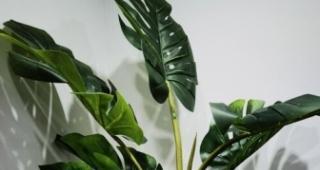 龟背竹浇水频率如何根据季节调整？
