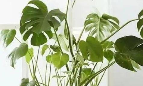 龟背竹需要什么肥料？如何正确施肥以促进健康生长？