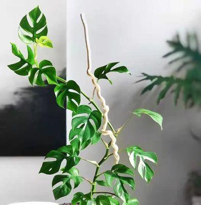龟背竹介壳虫用什么药管用？有效防治方法有哪些？