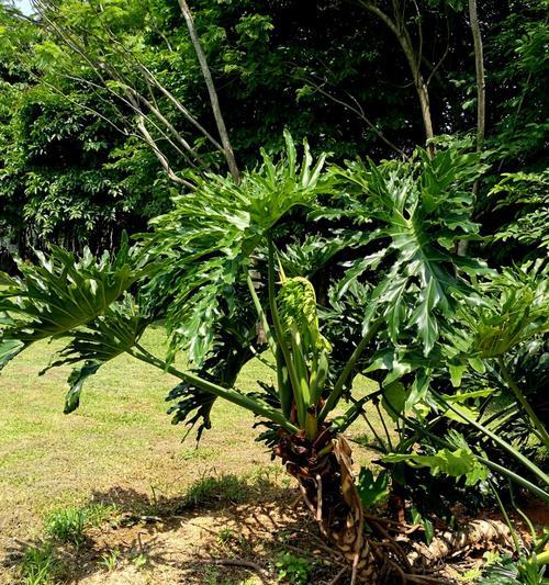 龟背竹会开花吗？开花时会是什么样子？