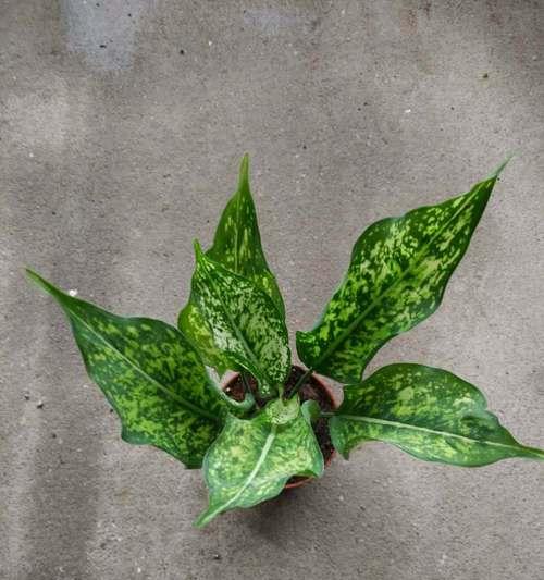 万年青的花语是什么？养护万年青有哪些注意事项？