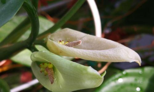 万年青开花代表什么？万年青开花的含义是什么？