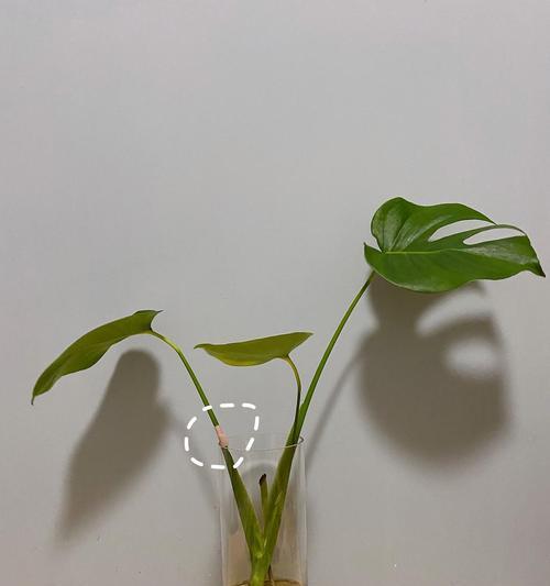龟背竹水培可行吗？水培龟背竹的正确方法是什么？