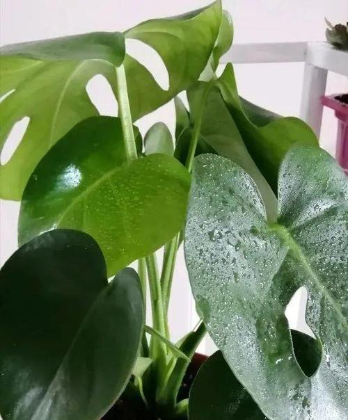 龟背竹烂叶子怎么办？如何有效预防和处理？