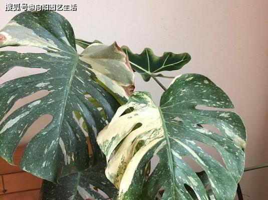 龟背竹烂叶子怎么办？如何有效预防和处理？