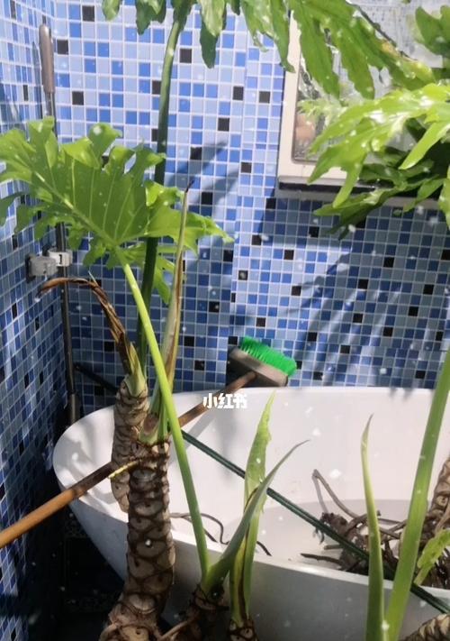 龟背竹老桩如何催芽？掌握正确的催芽步骤和技巧是什么？