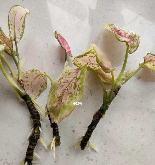 龟背竹老桩如何催芽？掌握正确的催芽步骤和技巧是什么？