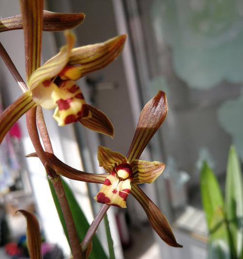 文兰花代表什么意思？文兰花的花语有哪些常见问题？