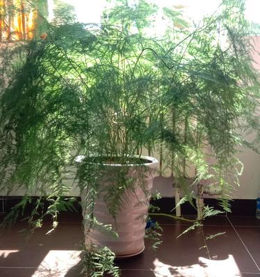 文竹盆栽的寓意是什么？如何养护才能保持其美好象征？