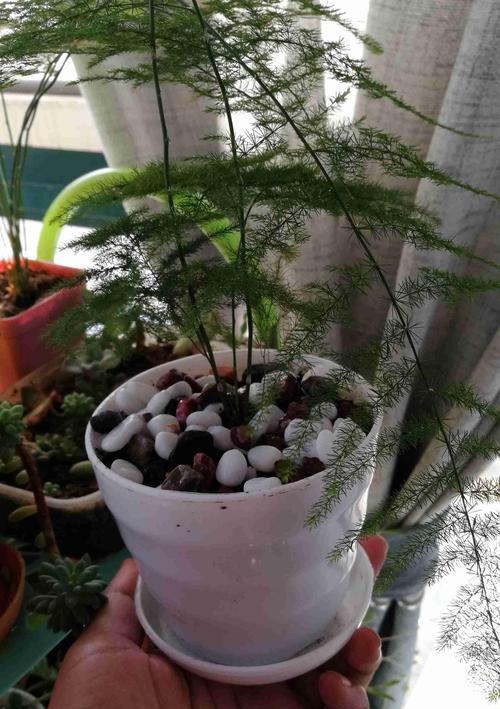 文竹盆栽的寓意是什么？如何养护才能保持其美好象征？