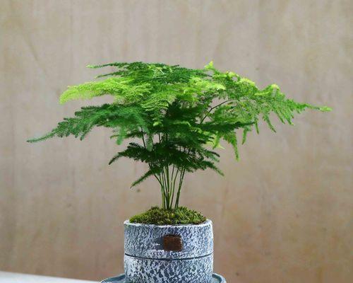 文竹盆栽的寓意是什么？如何养护才能保持其美好象征？