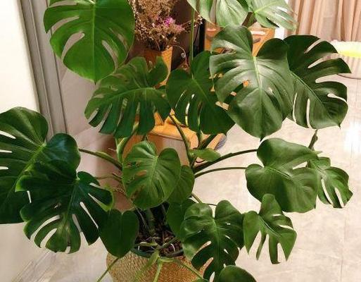 龟背竹耐冻吗冬天怕不怕冻？如何过冬？
