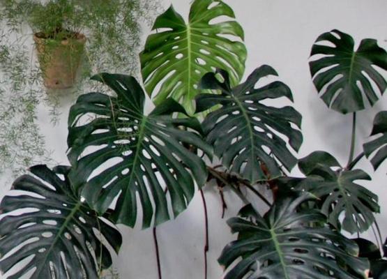 龟背竹耐冻吗冬天怕不怕冻？如何过冬？