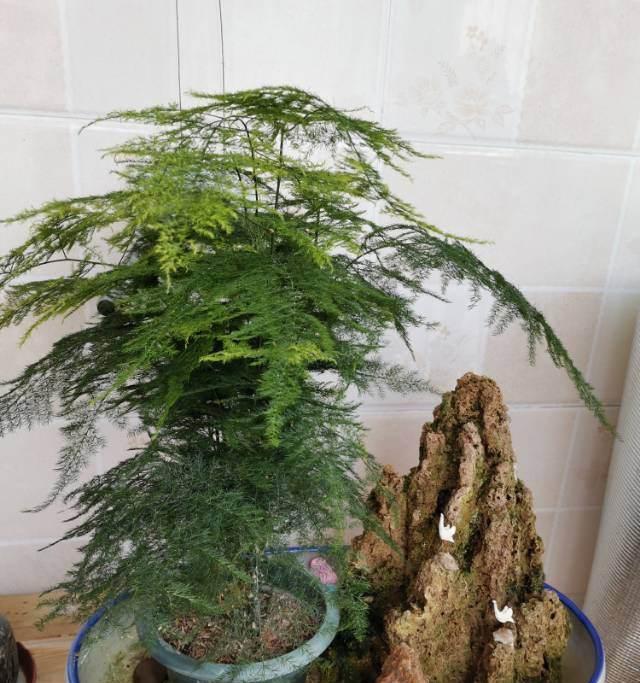 文竹象征着什么？文竹的寓意和常见问题解答？