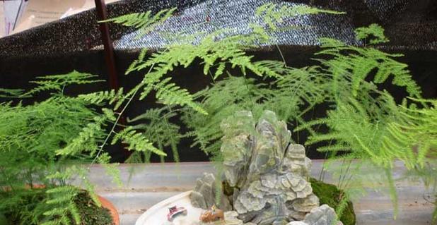 文竹象征什么？如何在风水中运用文竹？