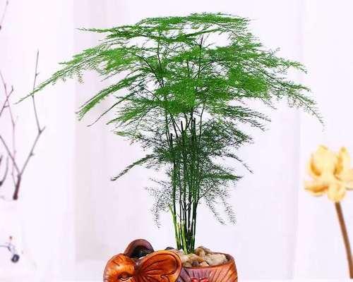 文竹象征什么？如何在风水中运用文竹？