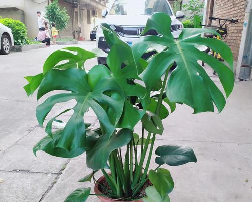 龟背竹真的能吸收甲醛吗？效果如何？