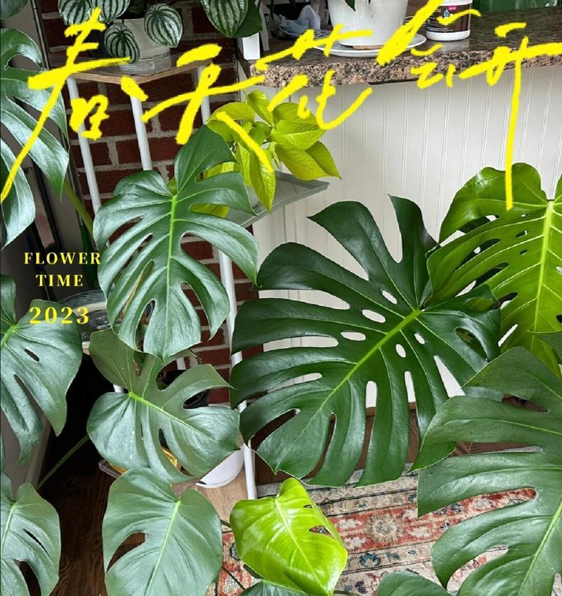 龟背竹怕晒吗？如何正确处理阳光照射问题？